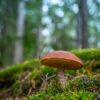 Chaga Mushroom Benefits For Allergies