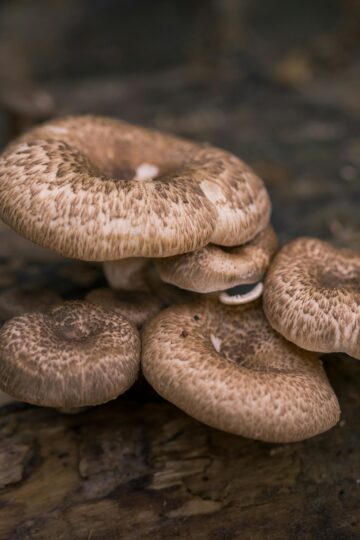 Does Lion’s Mane Have Benefits For Anxiety