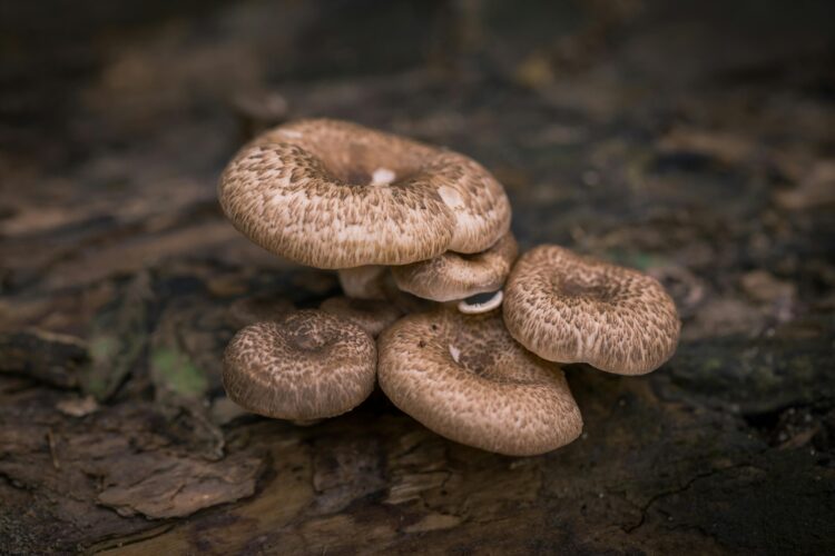 Does Lion’s Mane Have Benefits For Anxiety