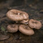 Does Lion’s Mane Mushroom Have Any Benefits For Skin Health