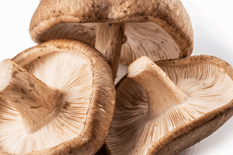 Do Shiitake Mushrooms Have Antioxidants